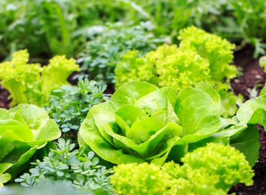 Salat_Garten