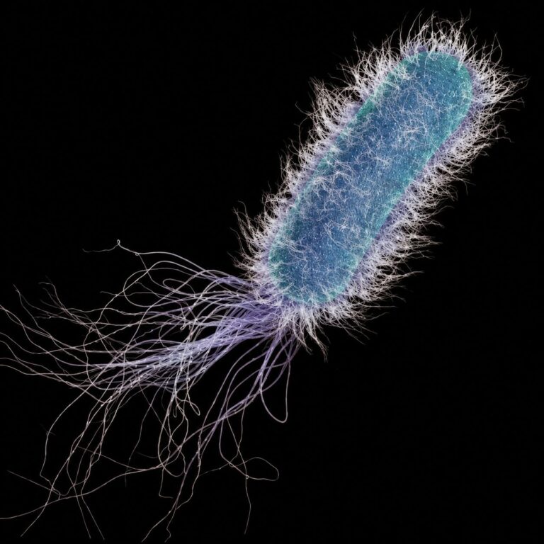 Mikroskopische Darstellung von Pseudomonas aeruginosa